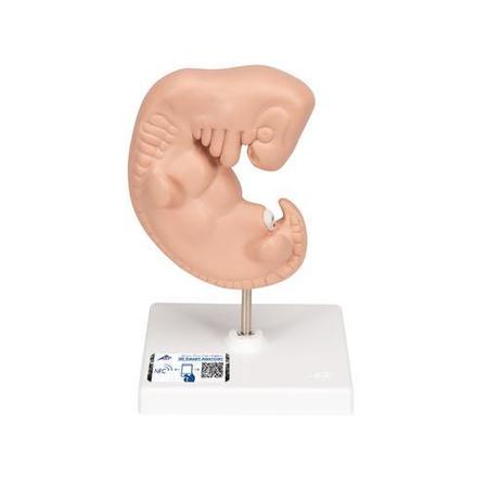 3B SCIENTIFIC Embryo, 25 times Life-size - w/ 3B Smart Anatomy 1014207